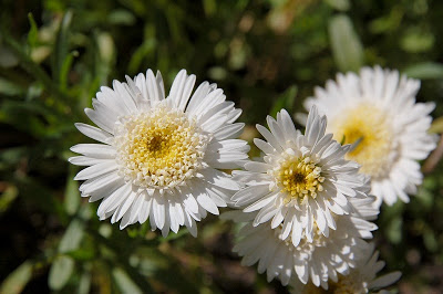 Aster alpinus double white -астер алпинус кичест бял (1257)